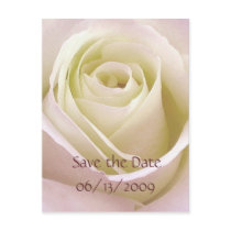White bridal rose save the date postcards
