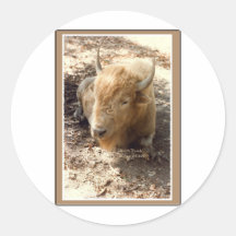 White Buffalo Round Sticker