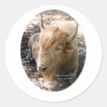 White Buffalo Stickers