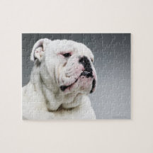 White Bull dog Jigsaw Puzzles