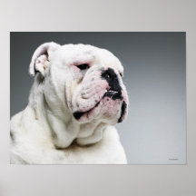 White Bull dog Posters