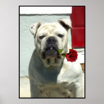 White bulldog poster