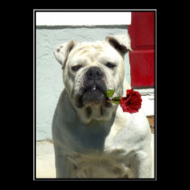 White bulldog poster posters
