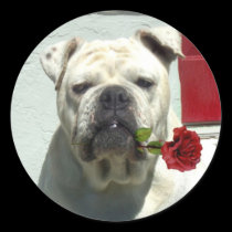 White bulldog with rose large stickers stickers