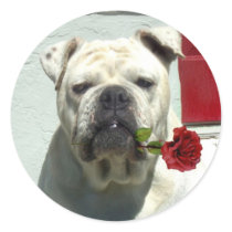 White bulldog with rose large stickers