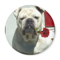 White bulldog with rose magnet