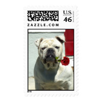 White bulldog with rose postage