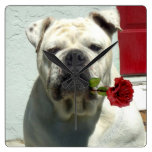 White Bulldog with rose Square Wall Clock
