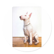 White Bully Round Sticker