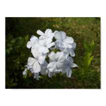 white bunch posters
