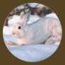 White Bunny