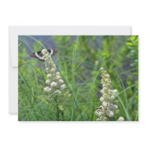white Butterfly and meadowsweet, Quebec, Canada. f Personalized Announcements