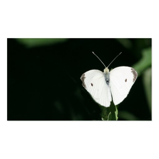 white butterfly business card (front side)