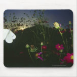 White Butterfly in flight at sunset Mousepads