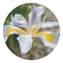 White Butterfly Iris Flower Sticker by MichaelFelix White Butterfly Iris Flower Sticker