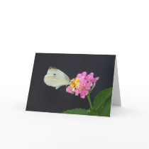 White Butterfly on Lantana - card by BrendaKLoveless White Butterfly on Lantana - card