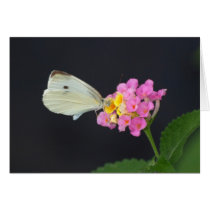 White Butterfly on Lantana - card cards