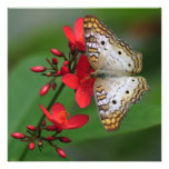 White Butterfly on Red Flowers Invitation