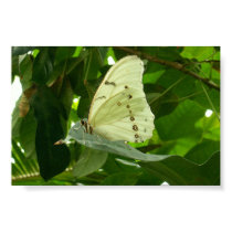 White Butterfly posters