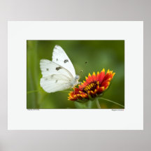 White Butterfly Print