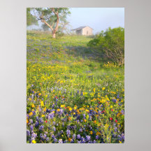 White Cabin Wildflowers - Texas Poster