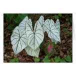 White Caladium Card