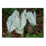 White Caladium Card