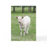 White Calf blank greeting card