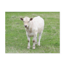 White Calf Postcard