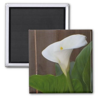 White Cali Lily Refrigerator Magnets