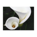 White calla Lillies postcards