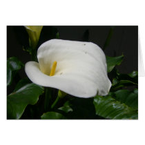 White Calla Lily Cards