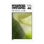 White Calla lily close up Postage Stamps