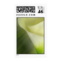 White Calla lily close up postage