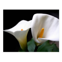 White Calla Lily Flower Postcard
