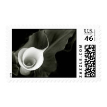 White Calla Lily Stamps