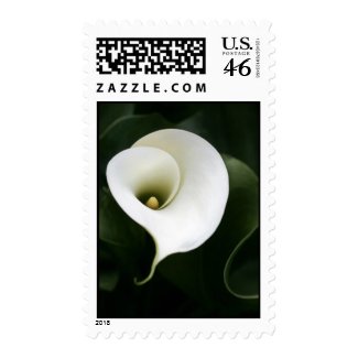 White Calla Lily Postage stamp