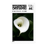 White Calla Lily Postage postage
