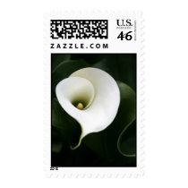 White Calla Lily Postage postage by DLUXE_08 White Calla Lily Postage postage
