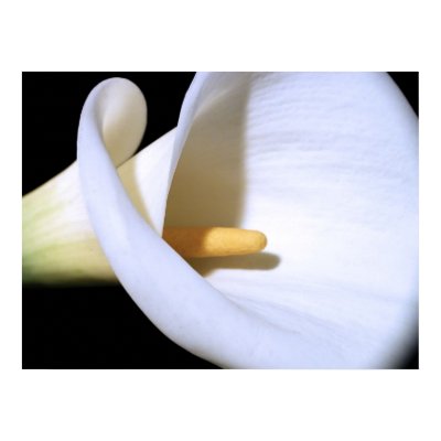 White Calla Lily Print by SweetRascal
