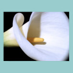 White Calla Lily posters
