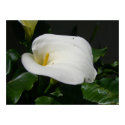 White Calla Lily Posters & Prints