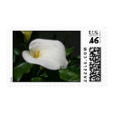 White Calla Lily Stamps