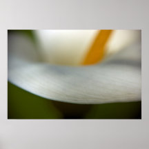 White Calla Lily | Weisse Calla Print