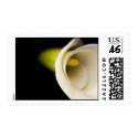 White Calla stamp