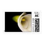 White Calla Postage