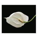White calla Poster posters