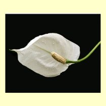 White calla Poster posters