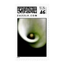 White Calla Stamp