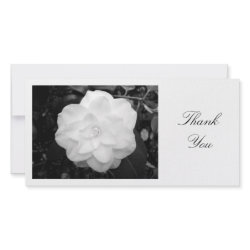 White Camelia - Thank You photocard